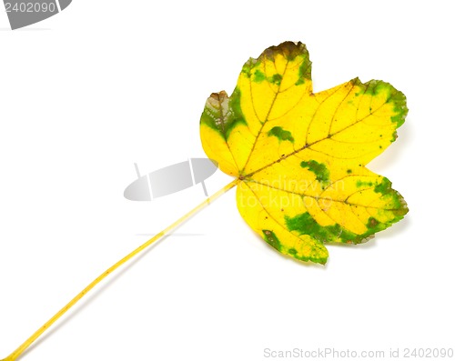 Image of Yellowed autumn leaf