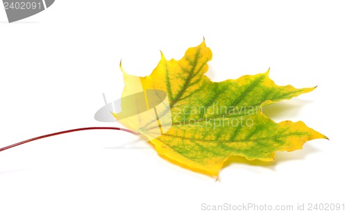 Image of Yellowed autumn maple leaf