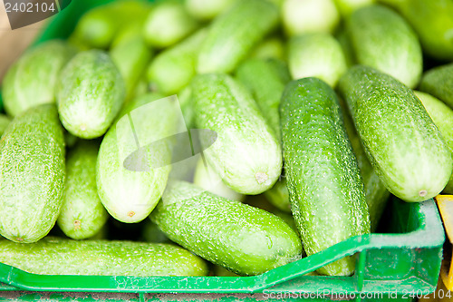 Image of Fresh cucumbers