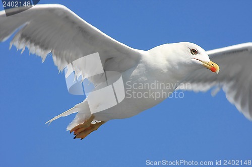 Image of Seagull flying