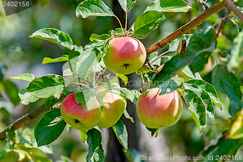 Image of Apples