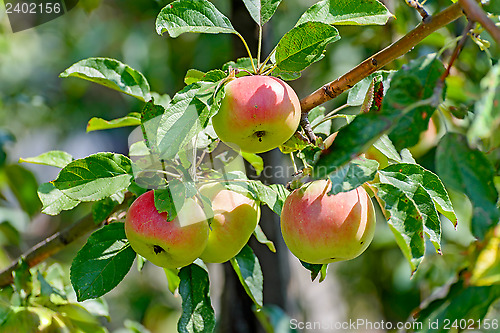 Image of Apples