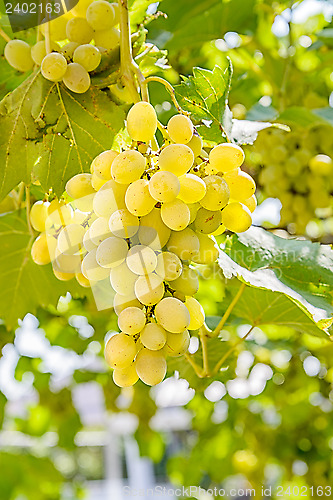 Image of Grape