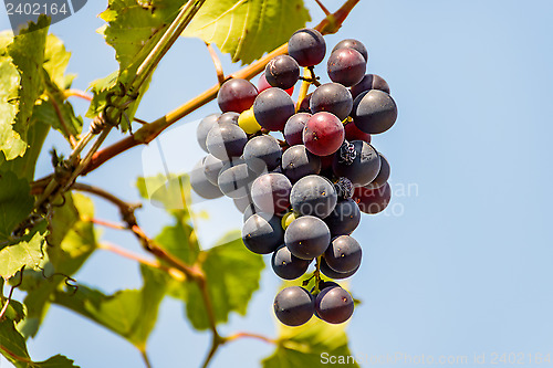 Image of Grape