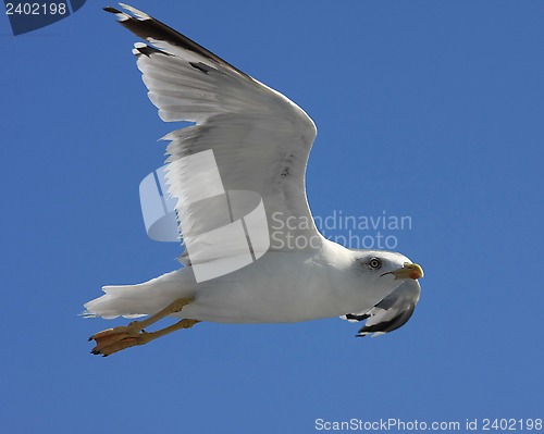 Image of Seagull