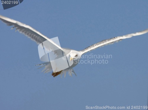 Image of Seagull flying