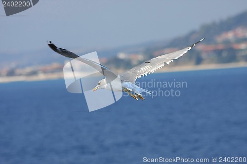 Image of Seagull