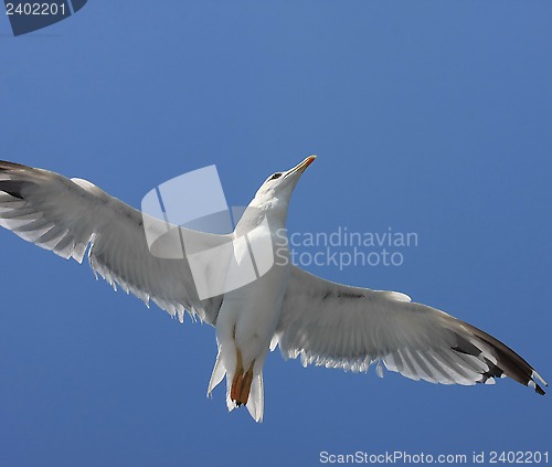 Image of Seagull flying