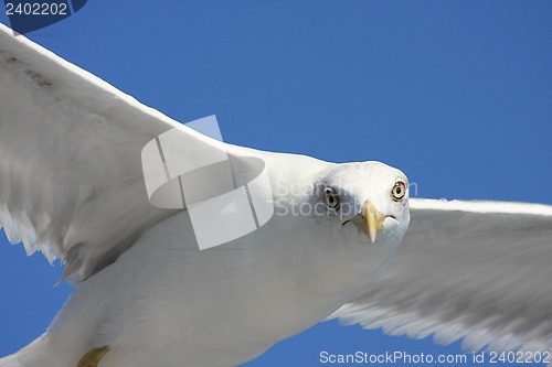 Image of Seagull