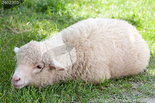 Image of white sheep