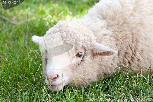 Image of white sheep