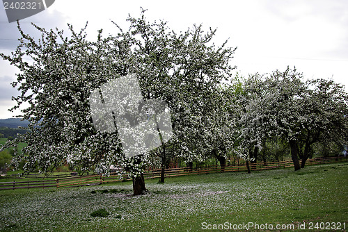 Image of Apple Tree Blossom