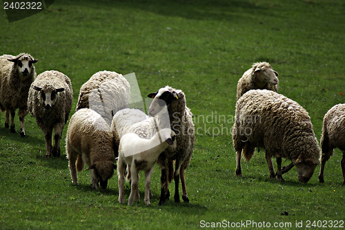 Image of Sheep