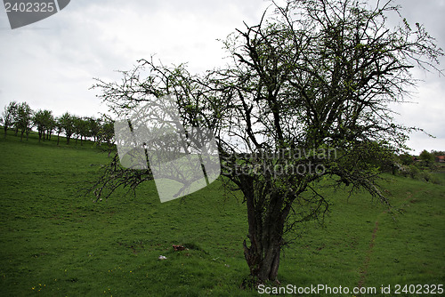 Image of Old Tree