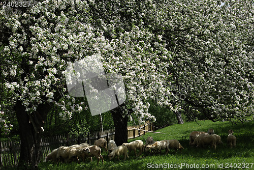 Image of Apple Tree