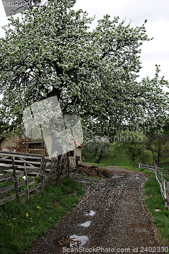 Image of Apple Tree