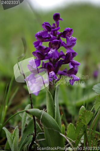 Image of Wild Flower