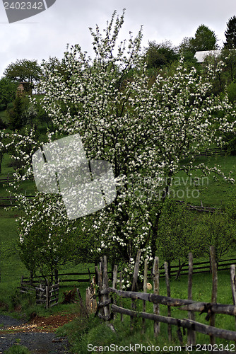 Image of Apple Tree Blossom