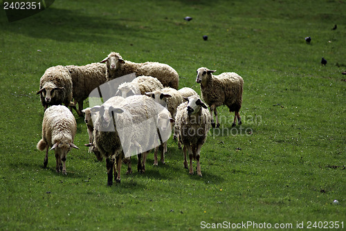 Image of Sheep