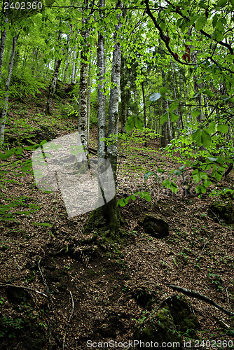 Image of Deciduous forest