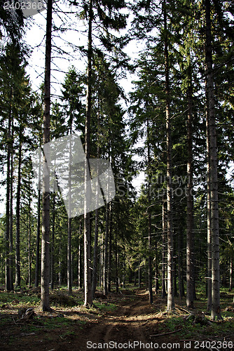 Image of Pine Forest