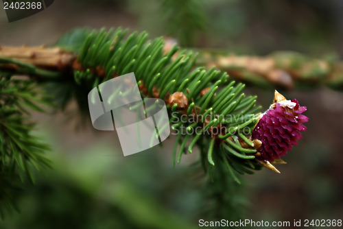 Image of Pine Blossom