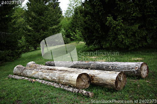 Image of Three Trunks