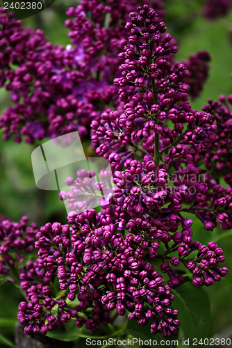 Image of Wild Flower