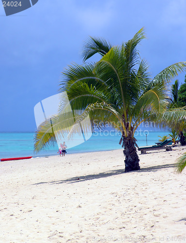 Image of Palm on Beach