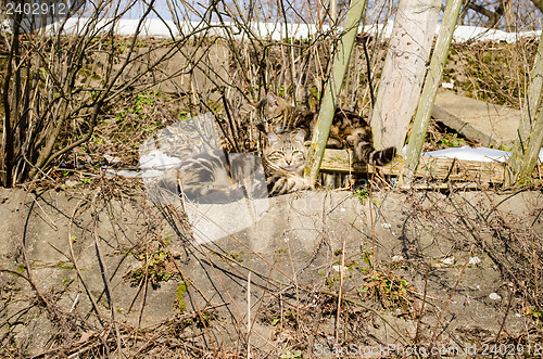 Image of two tabby cats take the sun to old shrubs 
