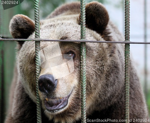 Image of Portrait of a brown bear in a cage