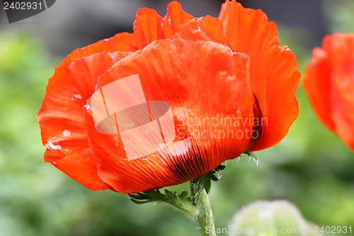 Image of A large red poppy