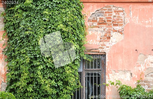 Image of The old wall covered with thick green