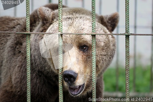 Image of Brown bear in cage
