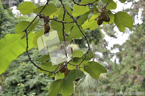 Image of Actinidia fruit on the liana