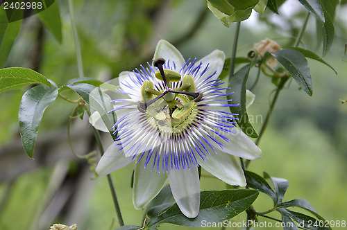 Image of flower Passiflora