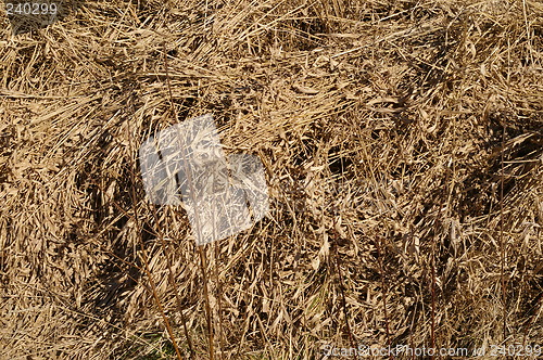 Image of Withered grass