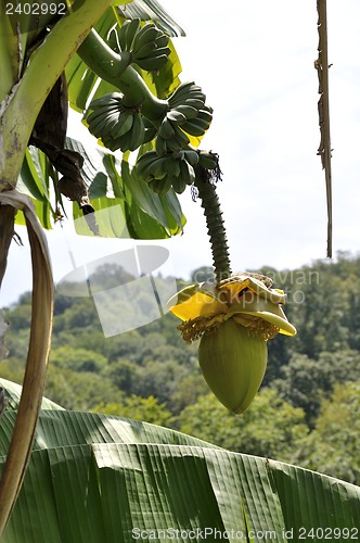 Image of Musa Basjoo (Japanese Banana)