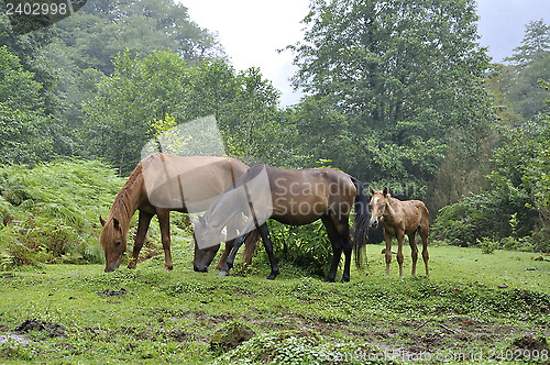 Image of grazing horses