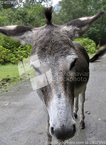 Image of portrait of a donkey