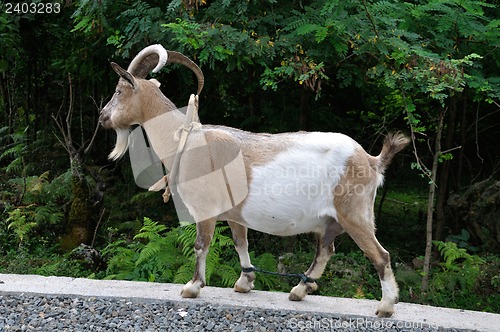 Image of domestic goat