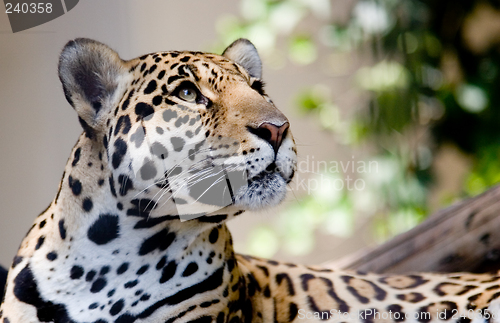 Image of jaguar