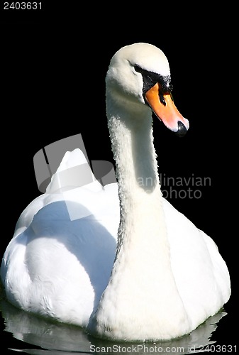 Image of Swan