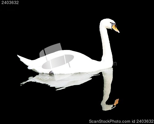 Image of Swan