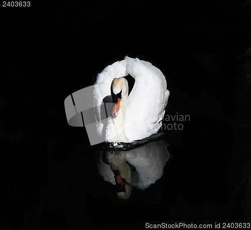 Image of Swan