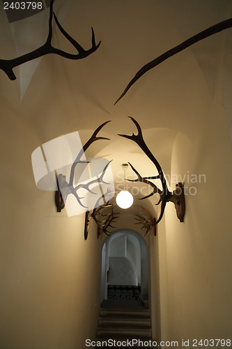 Image of  deer antlers