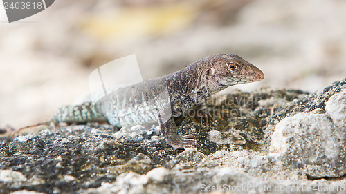 Image of Wild water monitor (Varanus salvator)