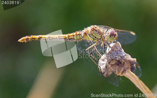 Image of Orange dragonfly resting on grass