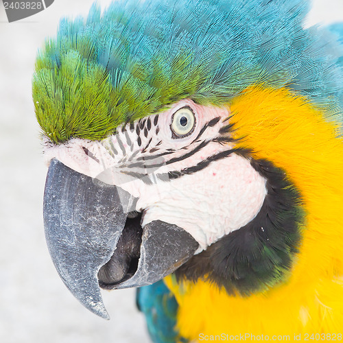 Image of Yellow Macaw