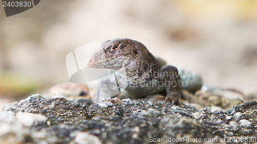 Image of Wild water monitor (Varanus salvator)